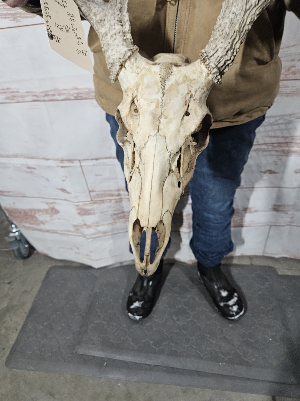 Wild 8 Point Whitetail Deer Antler Rack Horn European Skull Mount Man Cave 122"