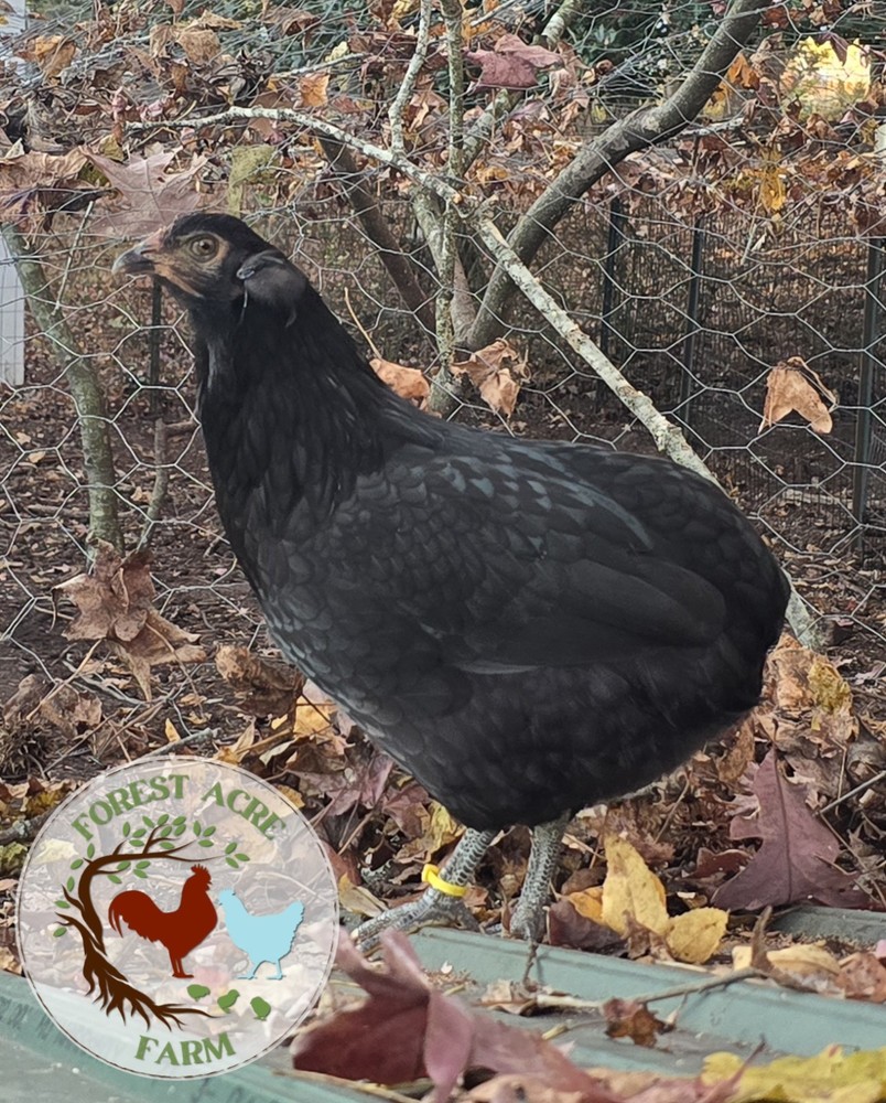 ARAUCANA HATCHING EGGS - 10+ Standard size - Multi Colors