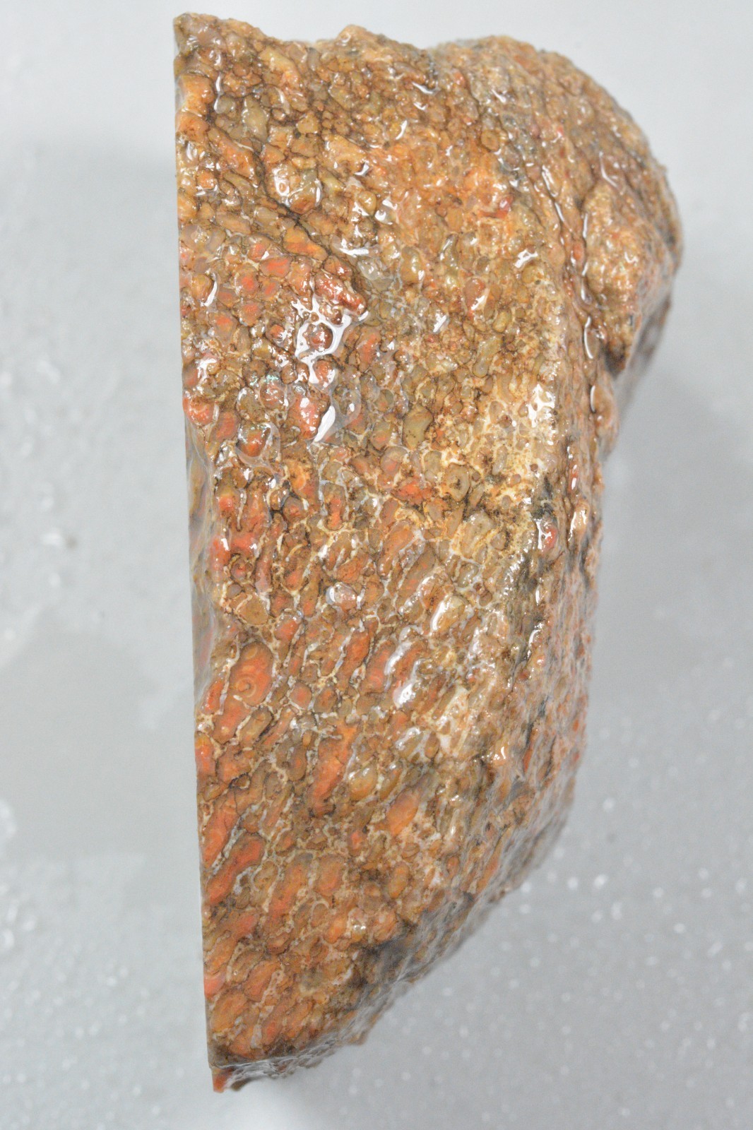 Agatized Dinosaur Bone, Utah, EX Shirley Collection, 275 grams