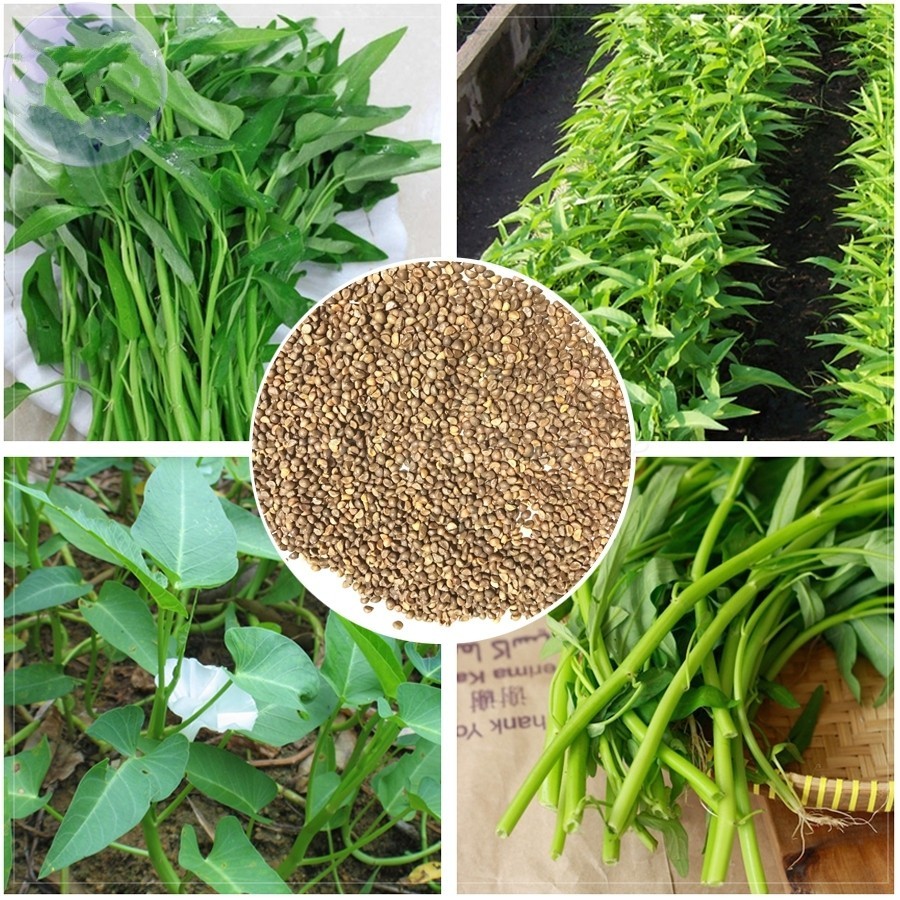 Water Spinach Seeds ,ong choy, kangkong, Rau Muống