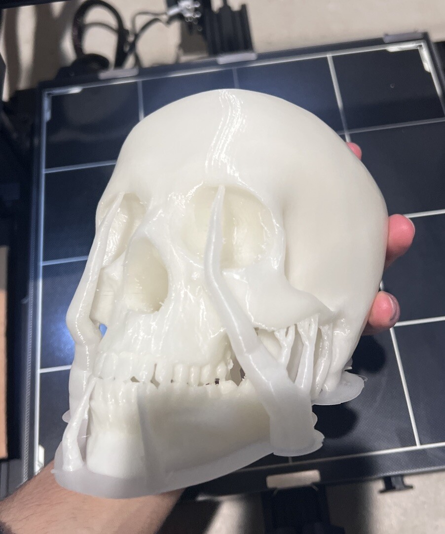 Glow In the Dark Human Skull! (Good Quality:3DP:White-PLA) GREEN OR BLUE GLOW!