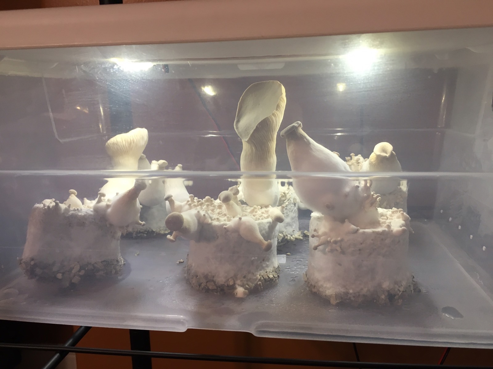 Automated Mushroom Growing Kit with 12 PF Tek Jars Sterile Substrate