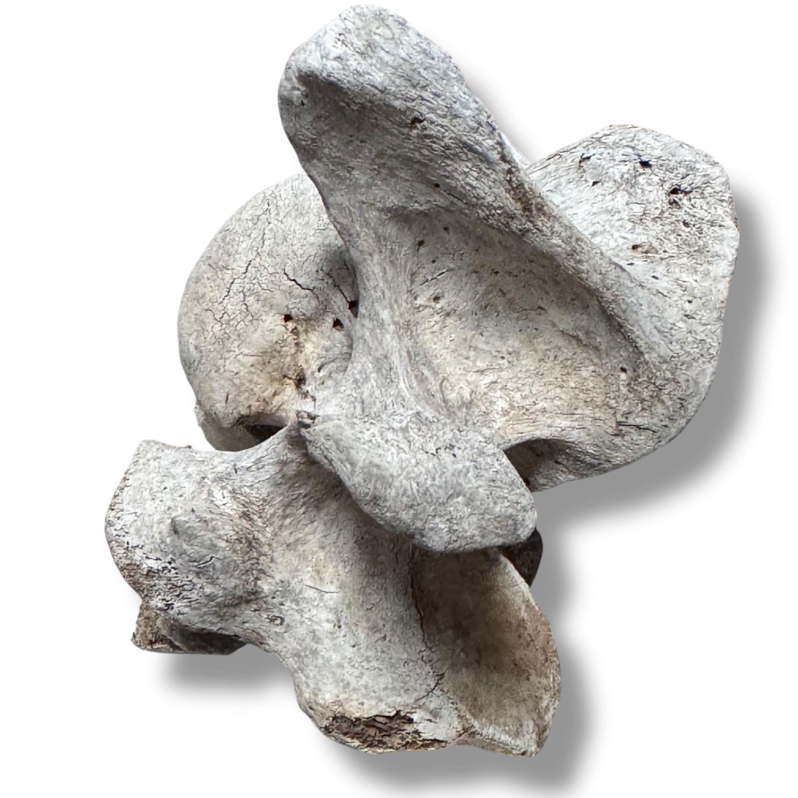 Bison Cervical Vertebra Natural Bone Paperweight Western Decoration No Fossil