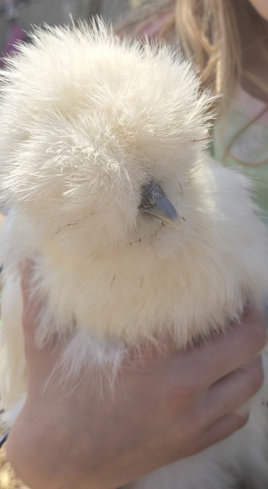 Silkie fertile hatching eggs. Multiple colors. 10 eggs!