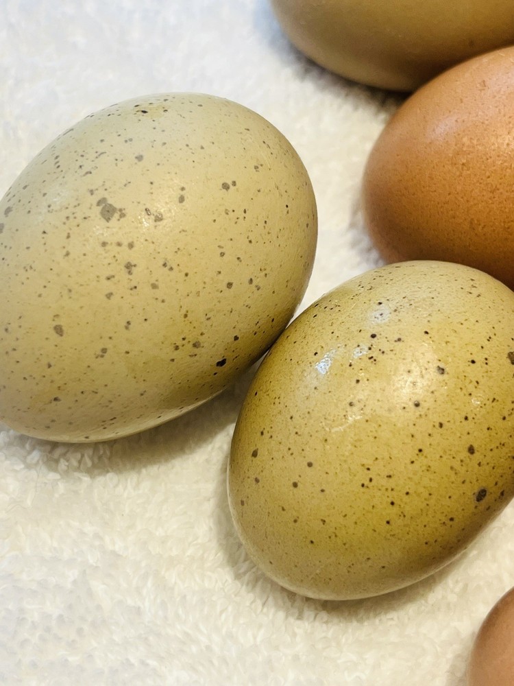 Black Copper Marans & Olive/Coffee/Earth Egger Hatching Eggs