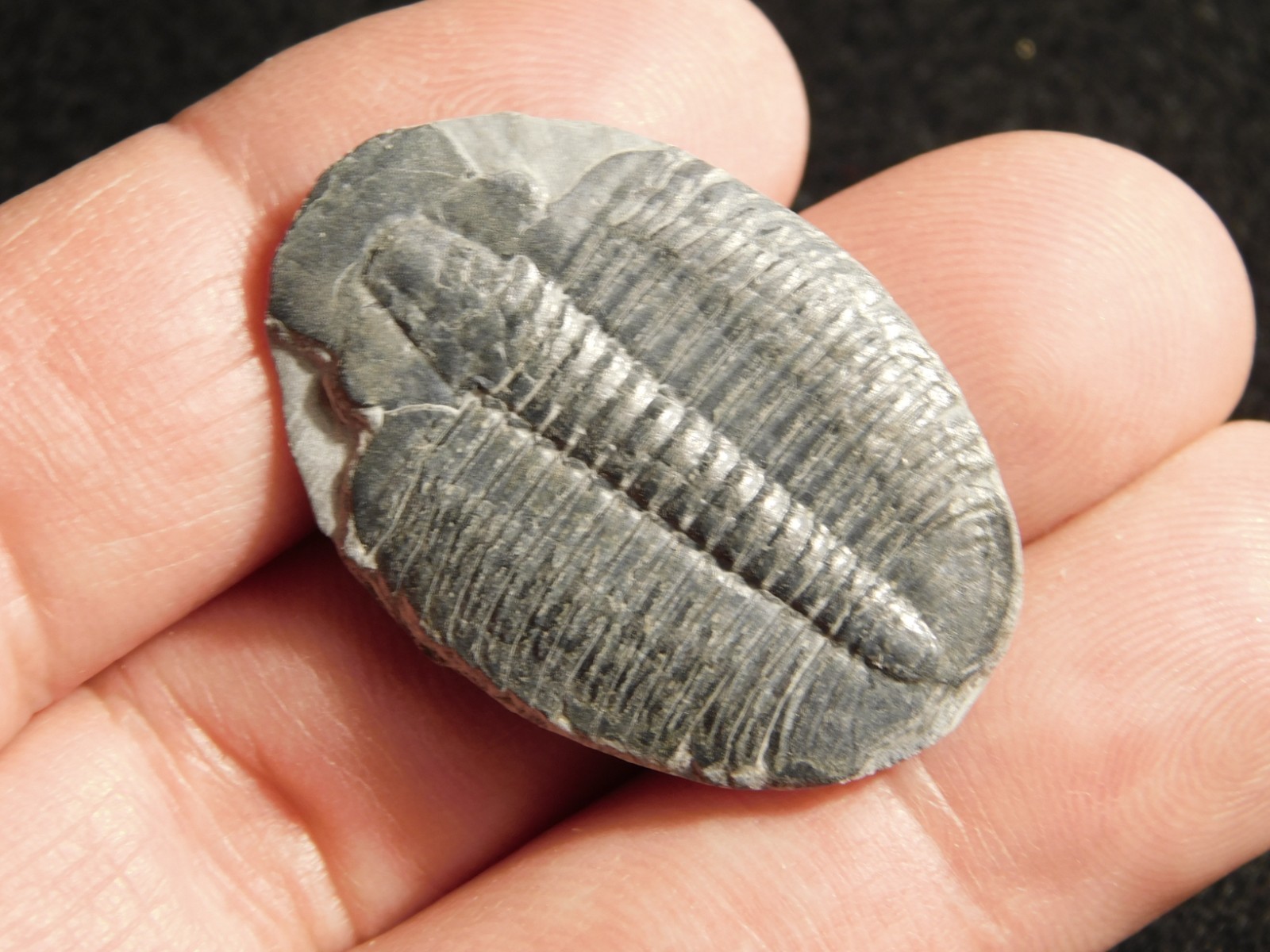 Elrathia TRILOBITE Fossil 100% Natural From Cambrian Utah 7.73