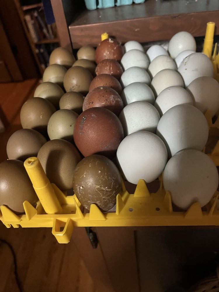 12 Olive And Dark Chocolate Egger Hatching Eggs