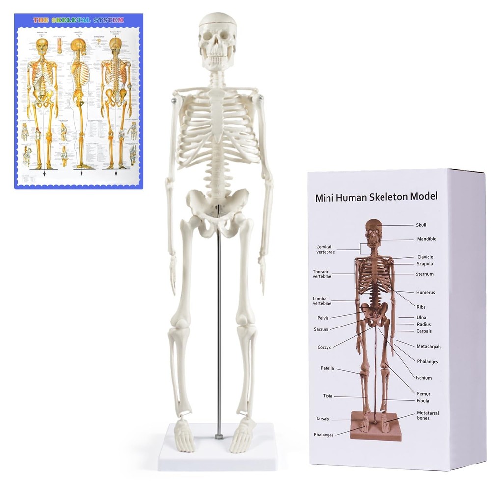 17" Mini Human Skeleton Model - Anatomical Study Tool with Movable Arms & Legs,