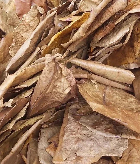 1 dried jasmine leaf on red font yellow blue duong dan don new green tree