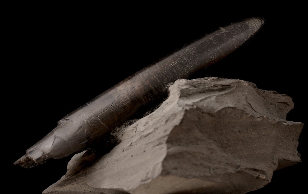 Ridiculously Aesthetic Belemnites In Matrix