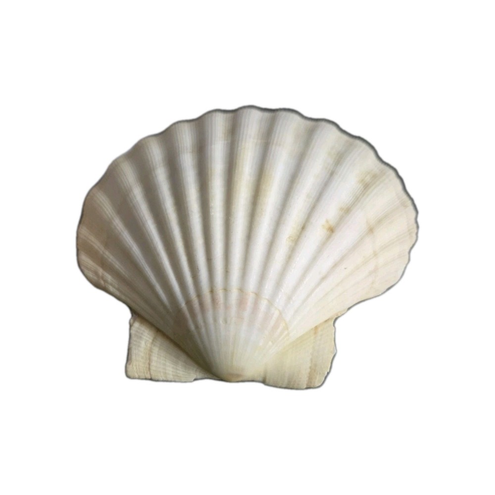 120 mm 4-3/4 GREAT PATTERN Pecten Maximus Scallop Seashells #FSFSDC