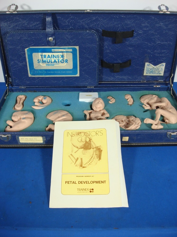 Vintage Trainex Fetal Development Trainer