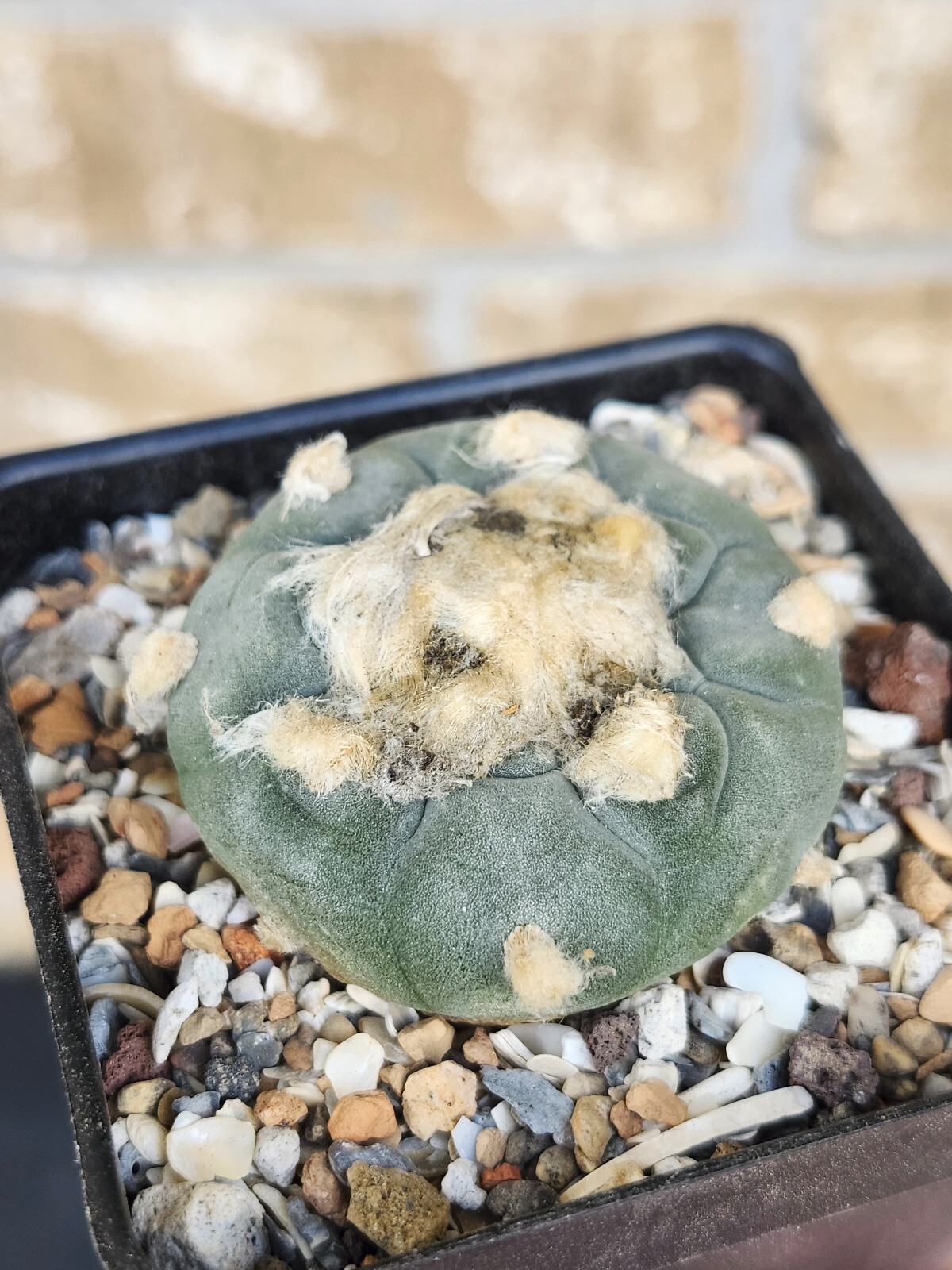 ONE(1) RARE Cactus sp koehresii, seed grown in 2.60" pot, large root