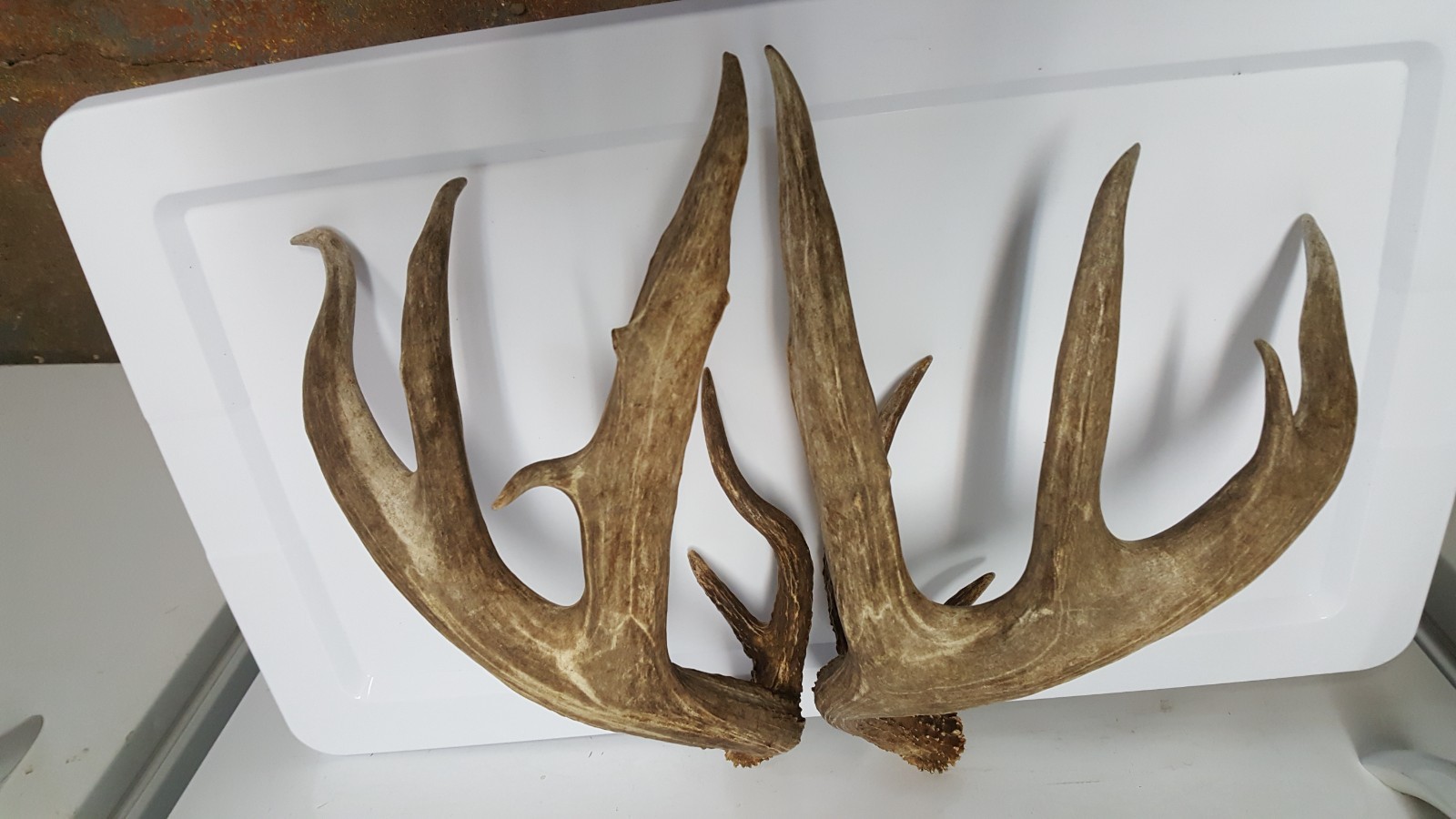 WILD 170" Dark WHITETAIL DEER ANTLER SHED antlers mule mount elk moose