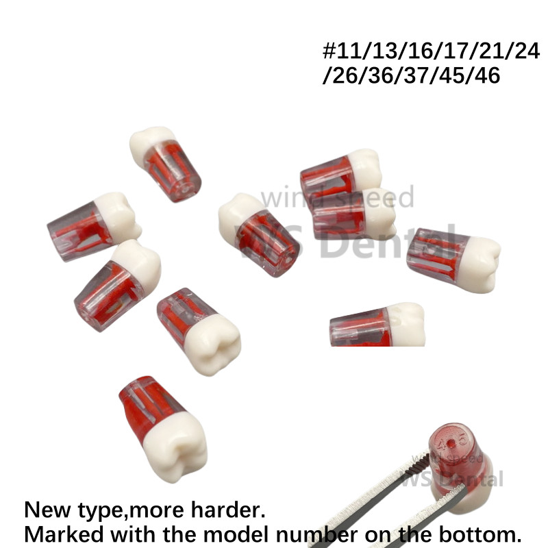 New Dental Endo Root Canal Practice Teeth Model Pulp Cavity Study Teaching Block