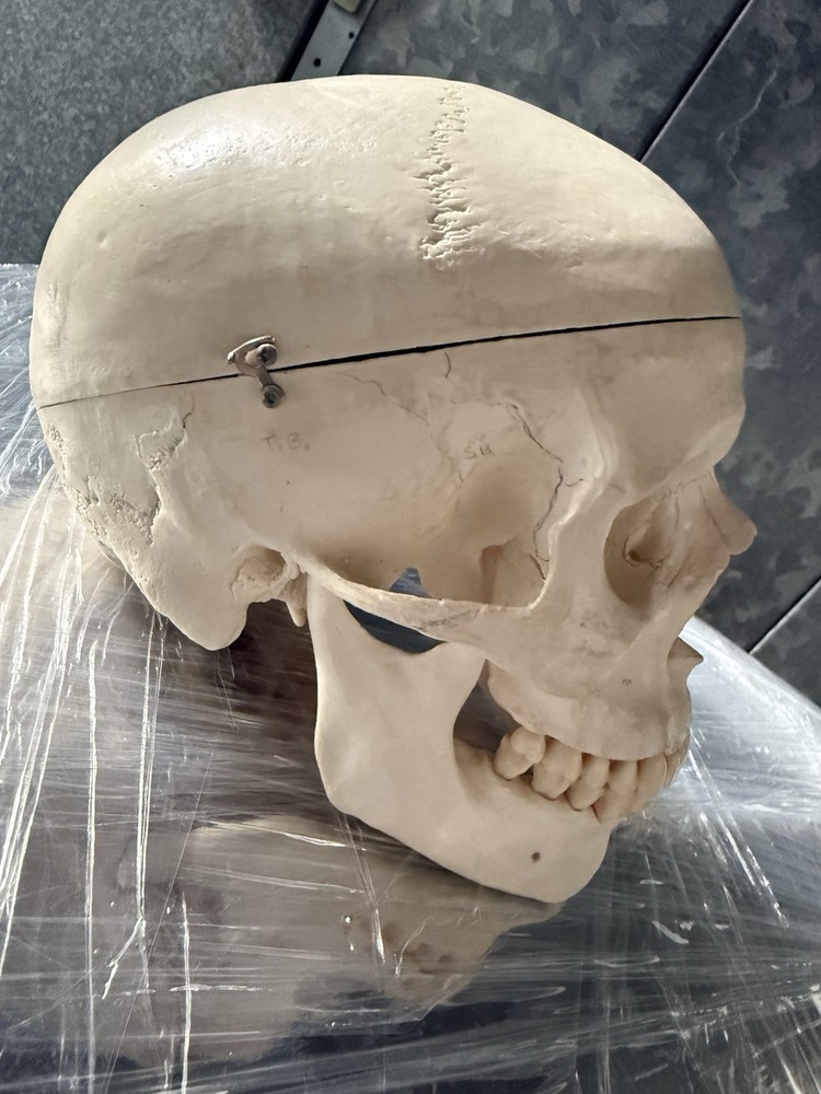 Artificial Human Skull Anatomical Model.