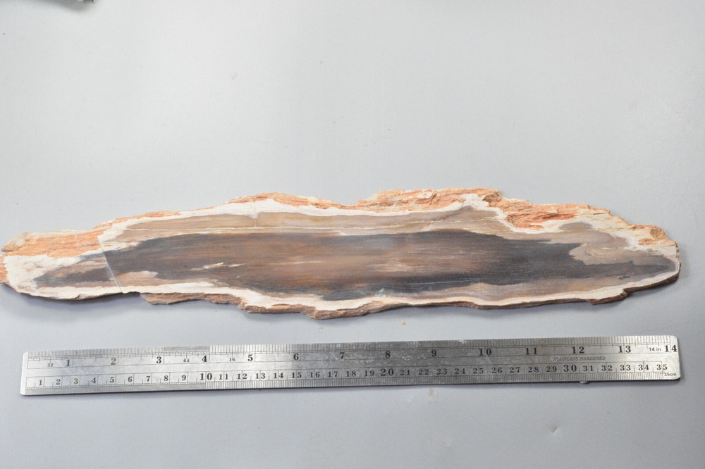 Petrified Wood, Rip Cut, Mcdermitt, Oregon