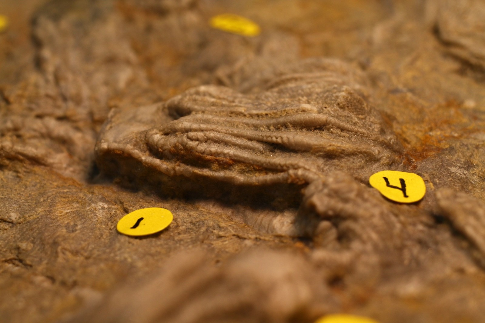 Five Different Crinoid Fossils, Franklin Co., Alabama