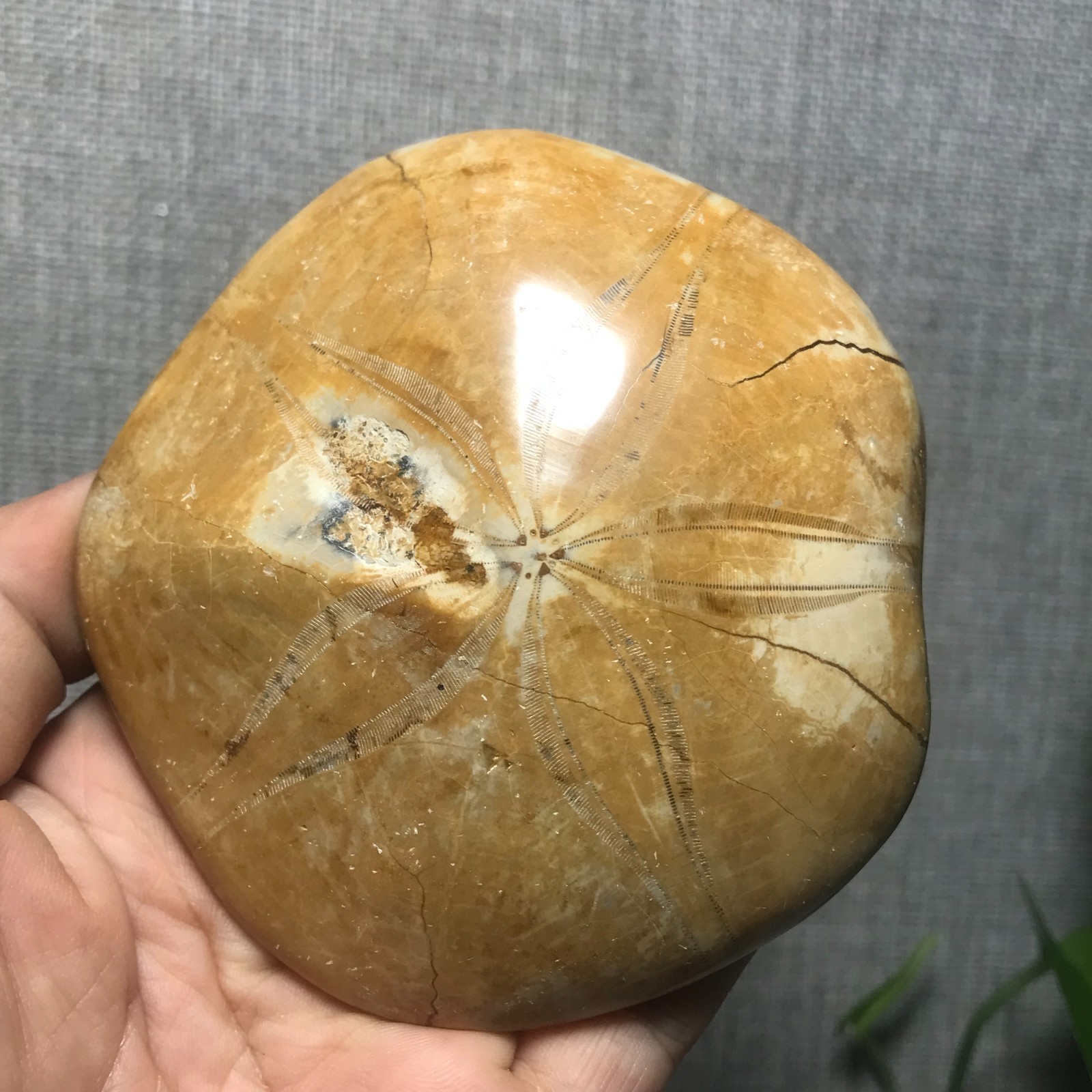 200g Starfish Crystal Specimen 13