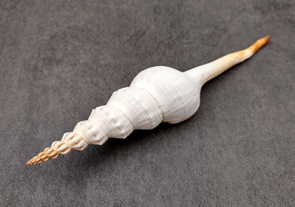 Du Petits Spindle Seashell White (1 shell approx. 5+ inches) Shell for crafts!