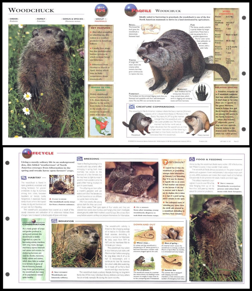 Fold-Out Sheet - Woodchuck - 194