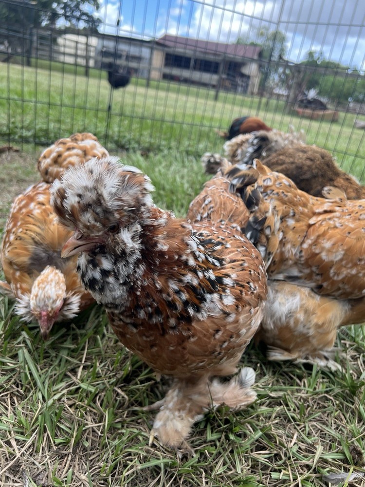6+ Millie Fleur Silkie Hatching Eggs NPIP