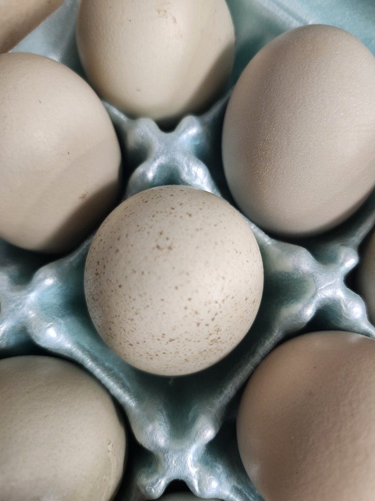 6+2 Extra Homozygous Silverudd Blue Hatching Eggs