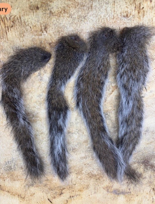 Squirrel Tails for Crafts, Fly Tying