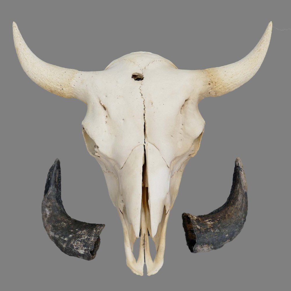North American Buffalo Skull