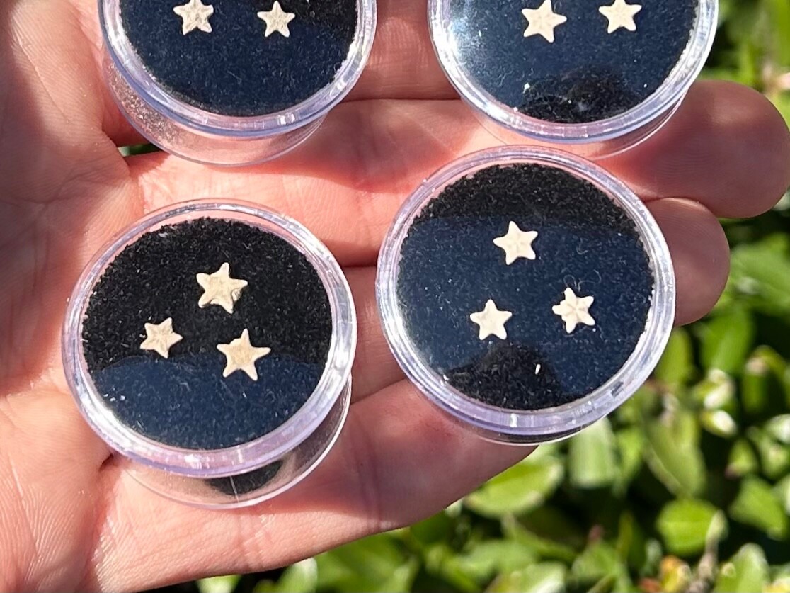 Utah Fossil Star Crinoids in Case ONE PER PURCHASE Pentacrinus Jurassic Age