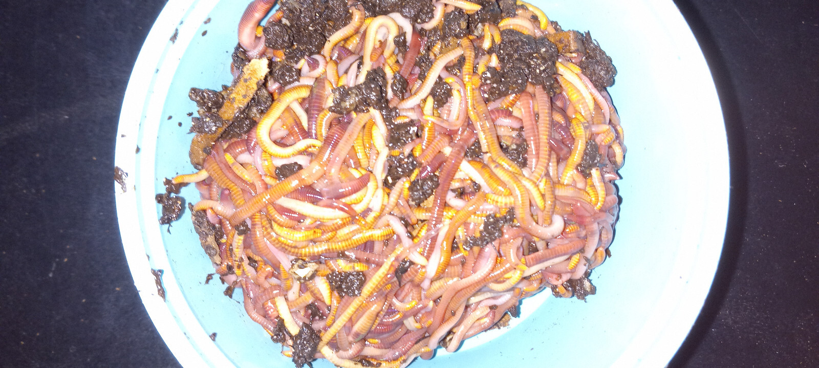 (Terry’s) Red Wiggler Composting Worms, - Manure FREE! We are the Source!