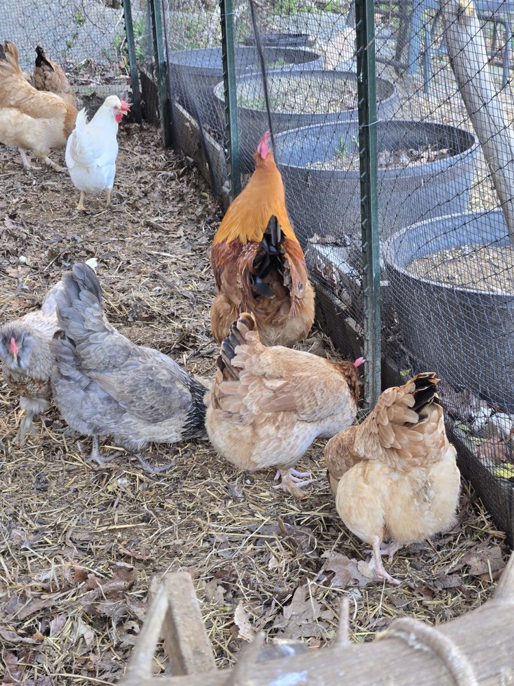 Maran Black Tail Red Maran Hatching Eggs 12 +