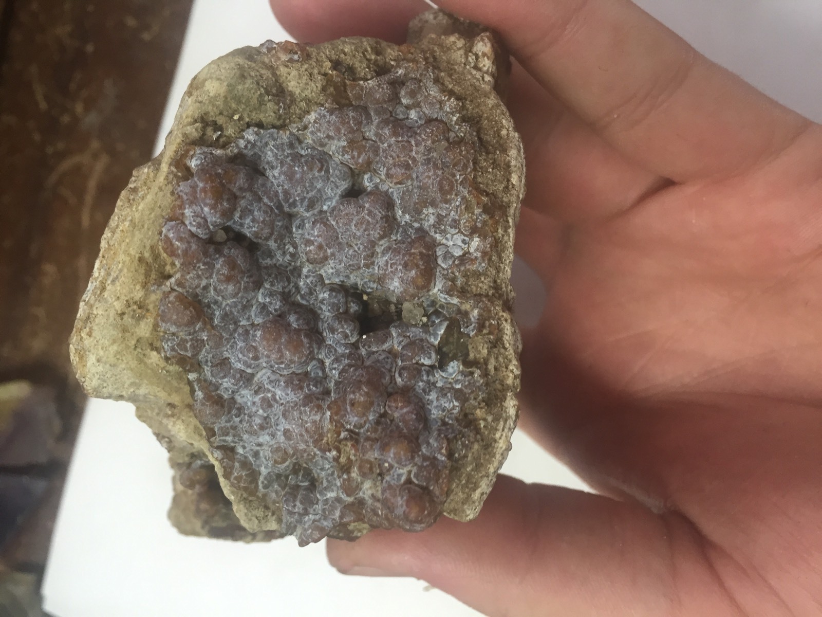 Big 1lb Fossilized Coral Botryoidal Specimen Peace River FL