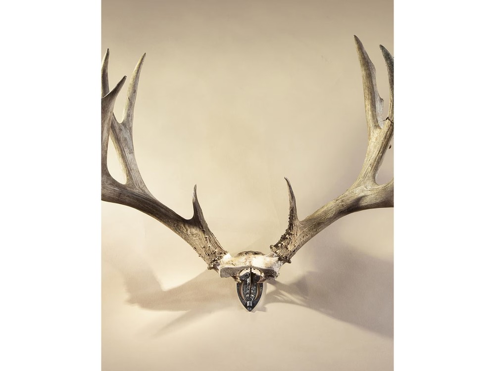 Skull Hooker Bone Bracket Antler Mounting Kit
