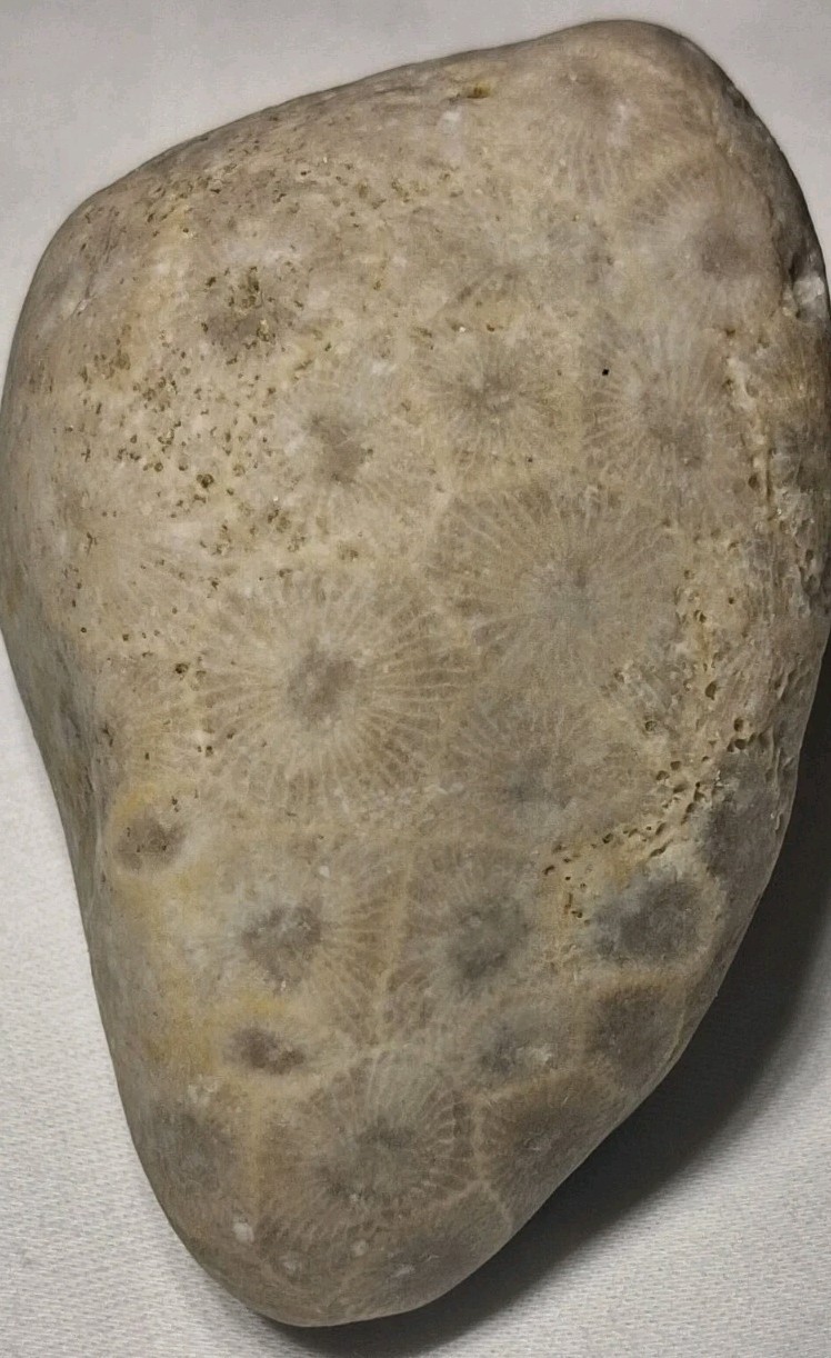 Michigan Petoskey Stone Lot 1 Pound Unpolished Natural Great Lakes Fossil Coral