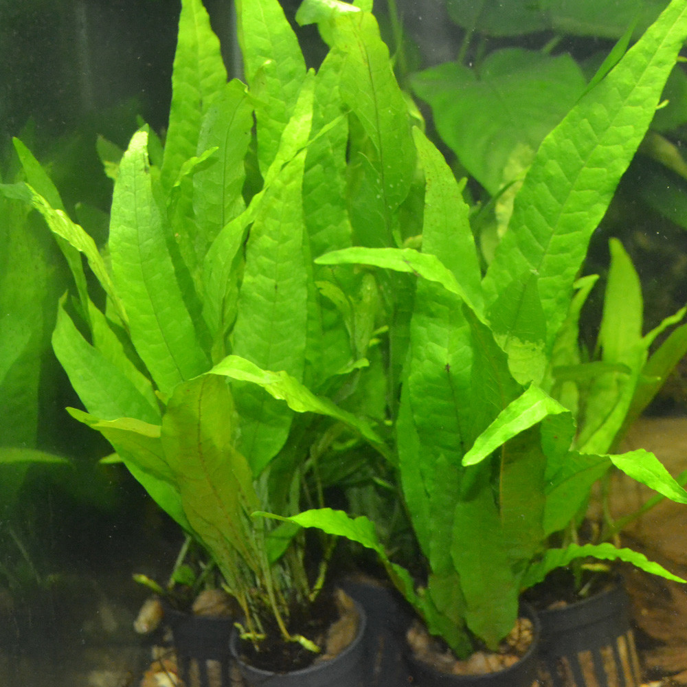 Java Fern' Philippine' Pot Microsorum pteropus Potted Live Aquarium Plants