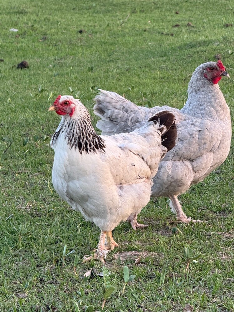 12 Barnyard Mix Hatching Eggs (Rare Breeds)