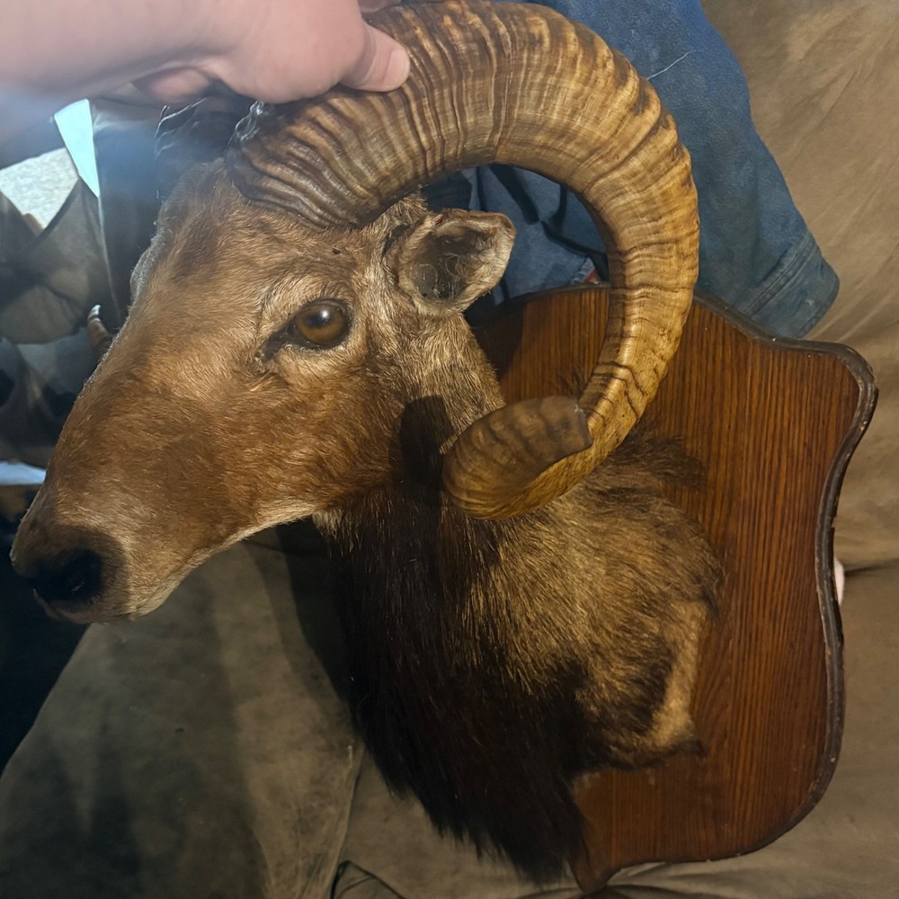 Taxidermy mouflan sheep head