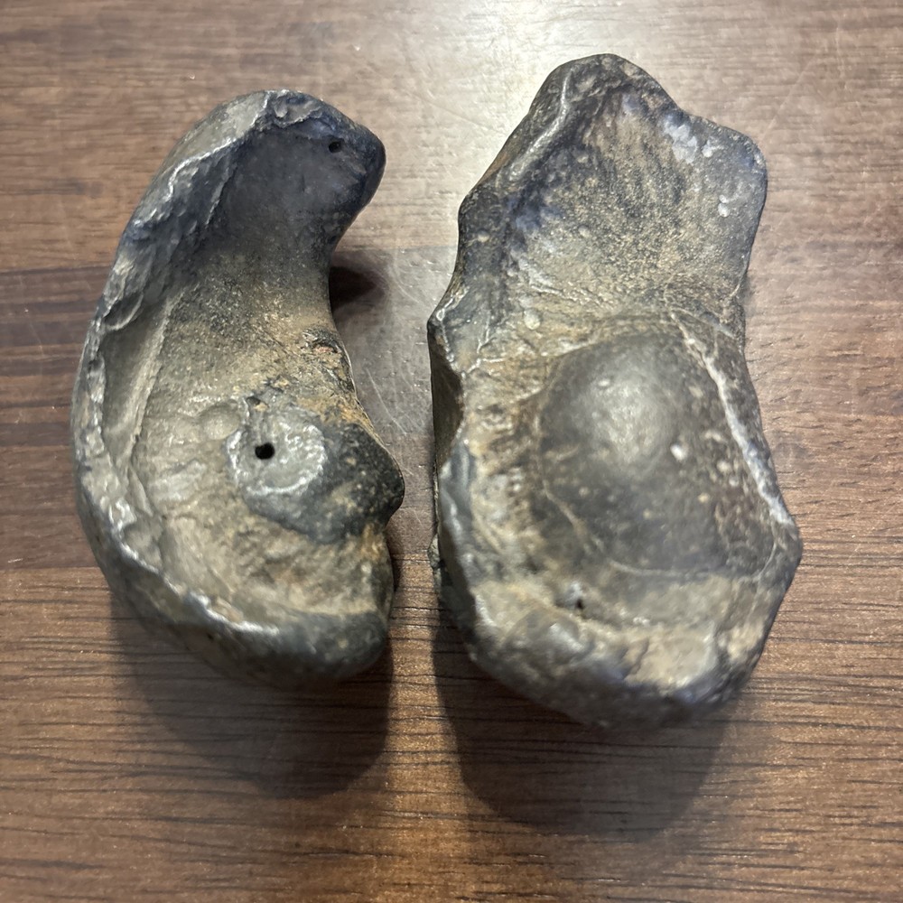 (2) 3 Inch Fossilized Whale Ear Bones