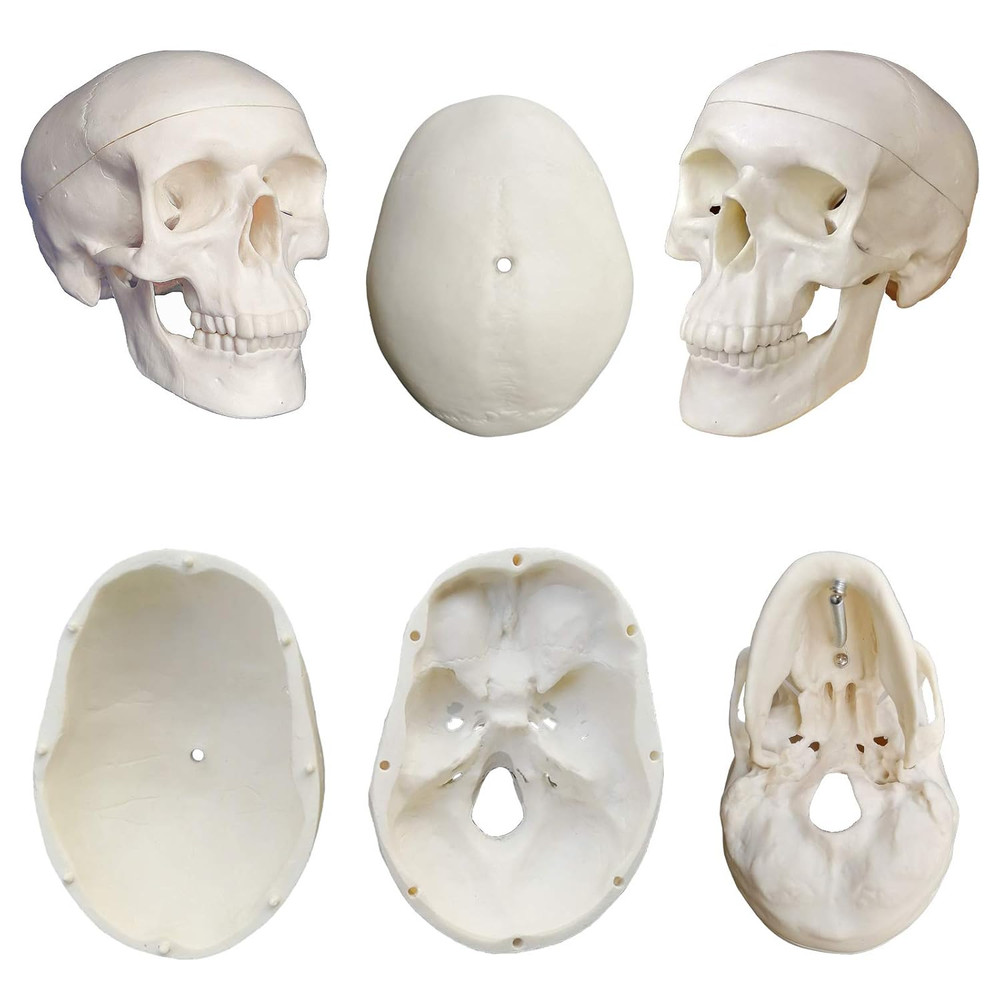 Mini Human Skeleton Model 33.5" Anatomy Study Display