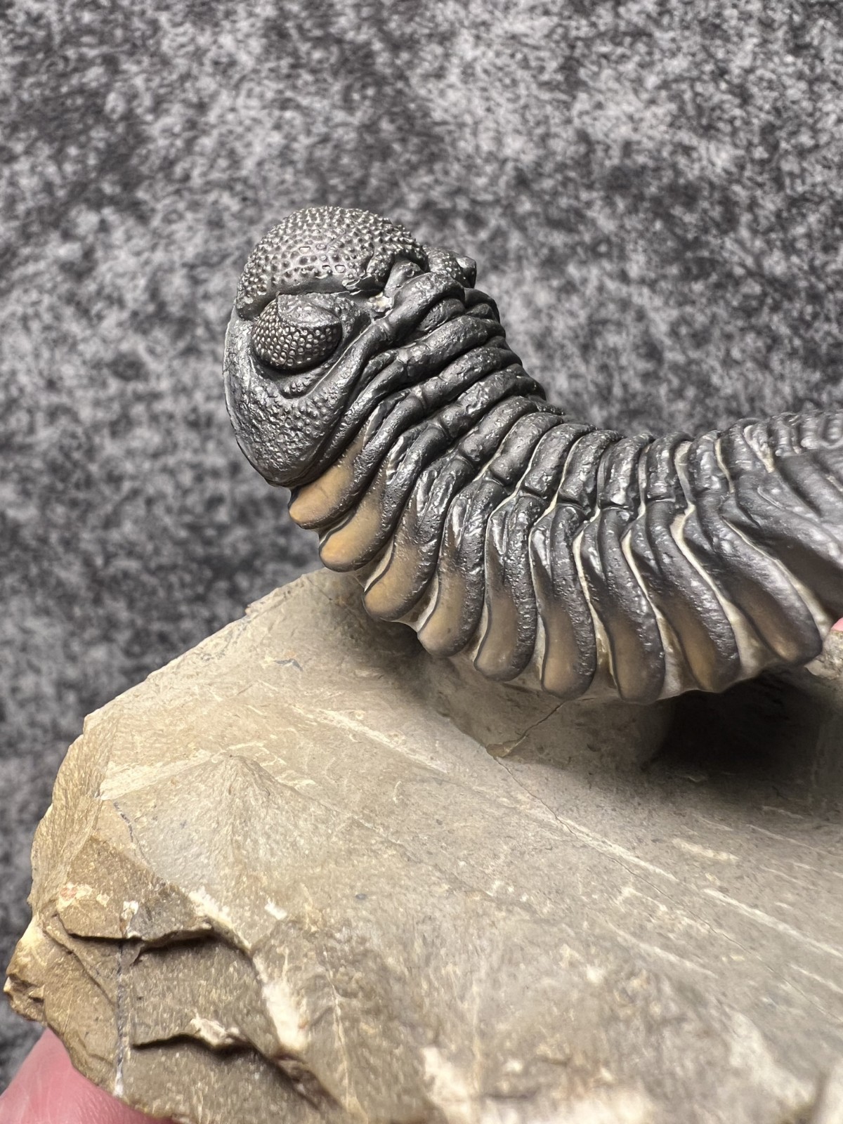 Exceptional Moroccops sp. Trilobite Fossil – Stunning Flying Preparation