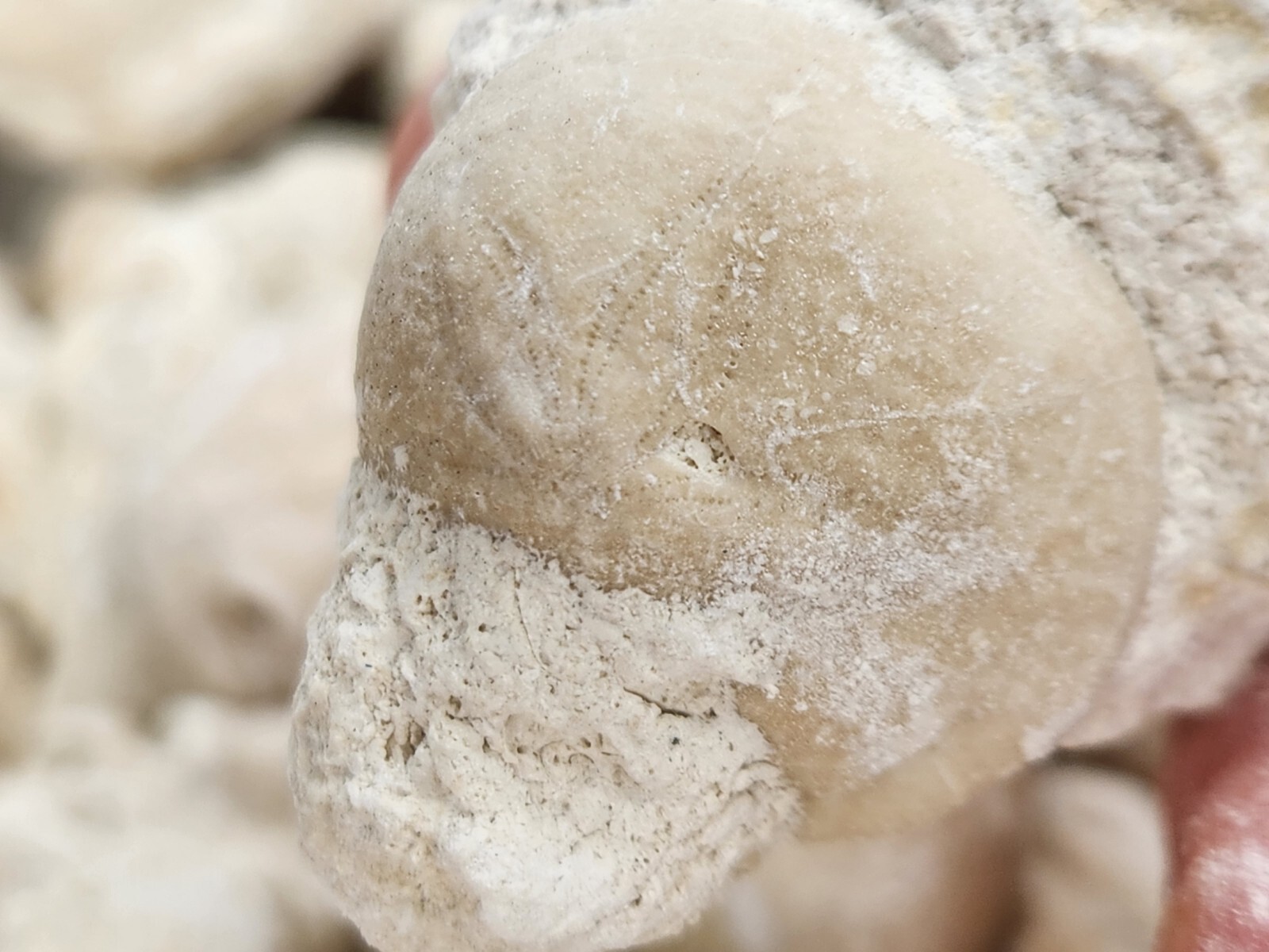 Fossil Sea Urchin (Echinoid) - Florida - 1 Per Purchase - Matrix/Free Standing