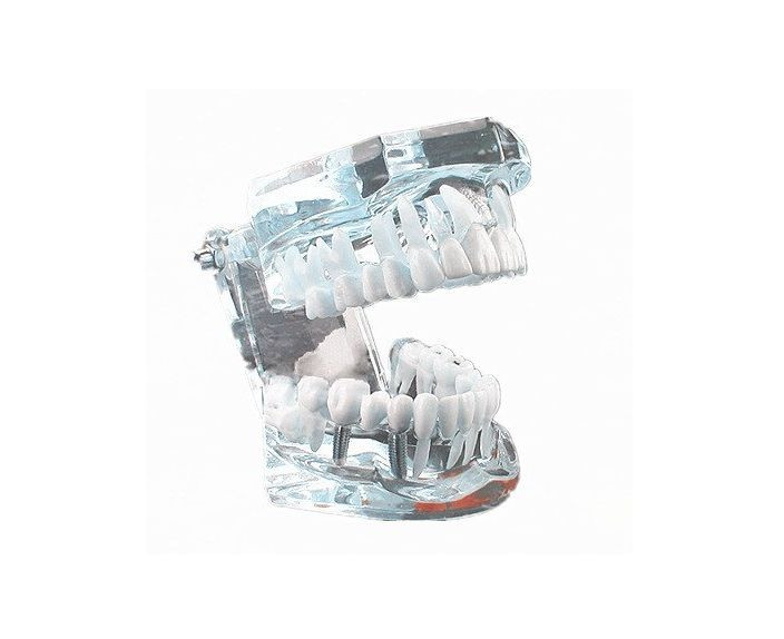 Dental Teach Study Adult Standard Typodont Demonstration Teeth Model #010