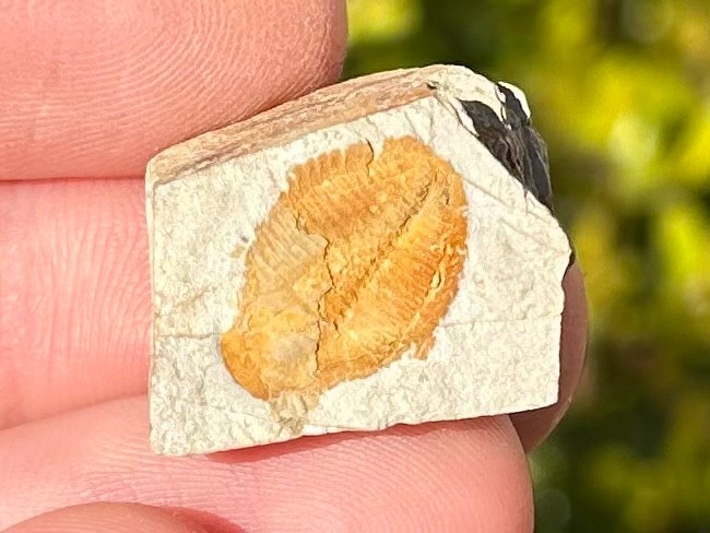Georgia Fossil Trilobite Aphelaspis brachyphasis Conasauga Formation Cambrian
