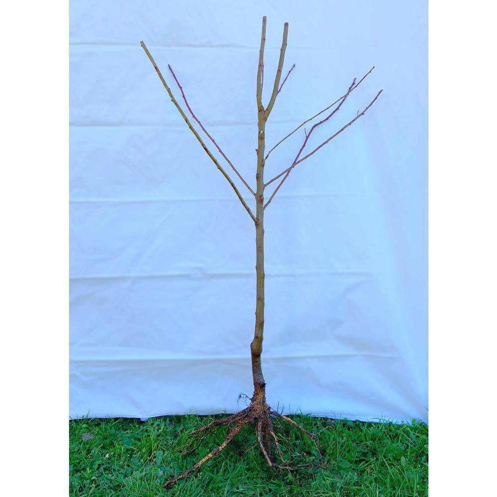 Dwarf Chojuro Asian Pear Tree Bare Root