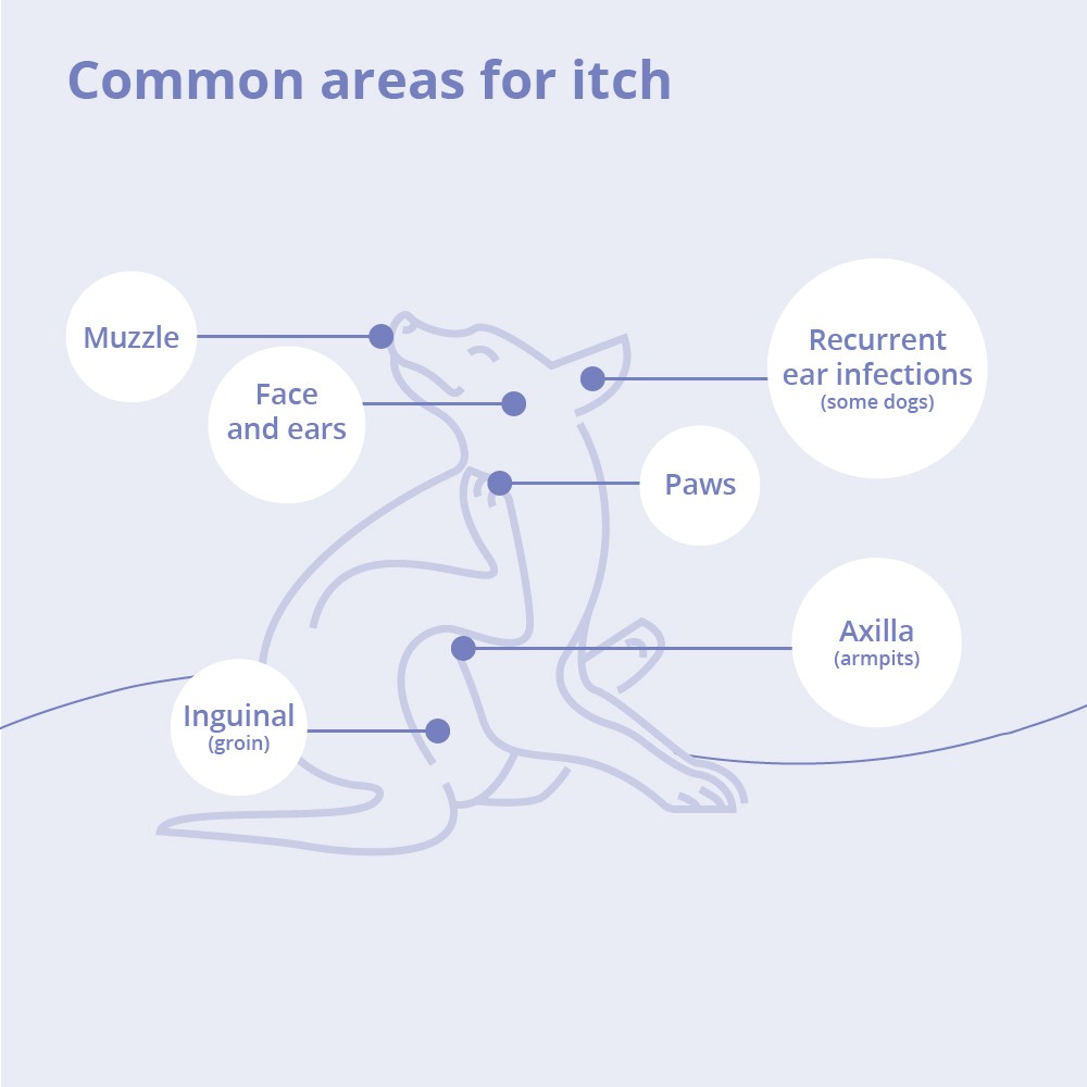 MiconaHex+Triz Shampoo 013DP-73015