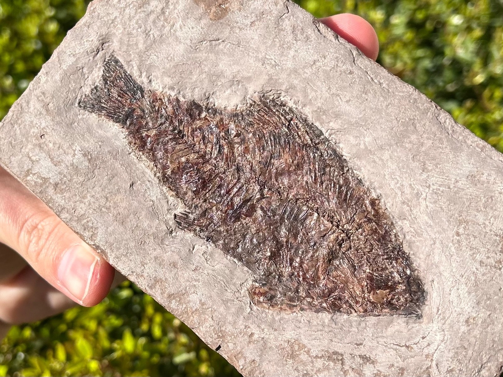 RARE Nebraska Fossil Fish Valentine Formation Skeleton Late Miocene Age