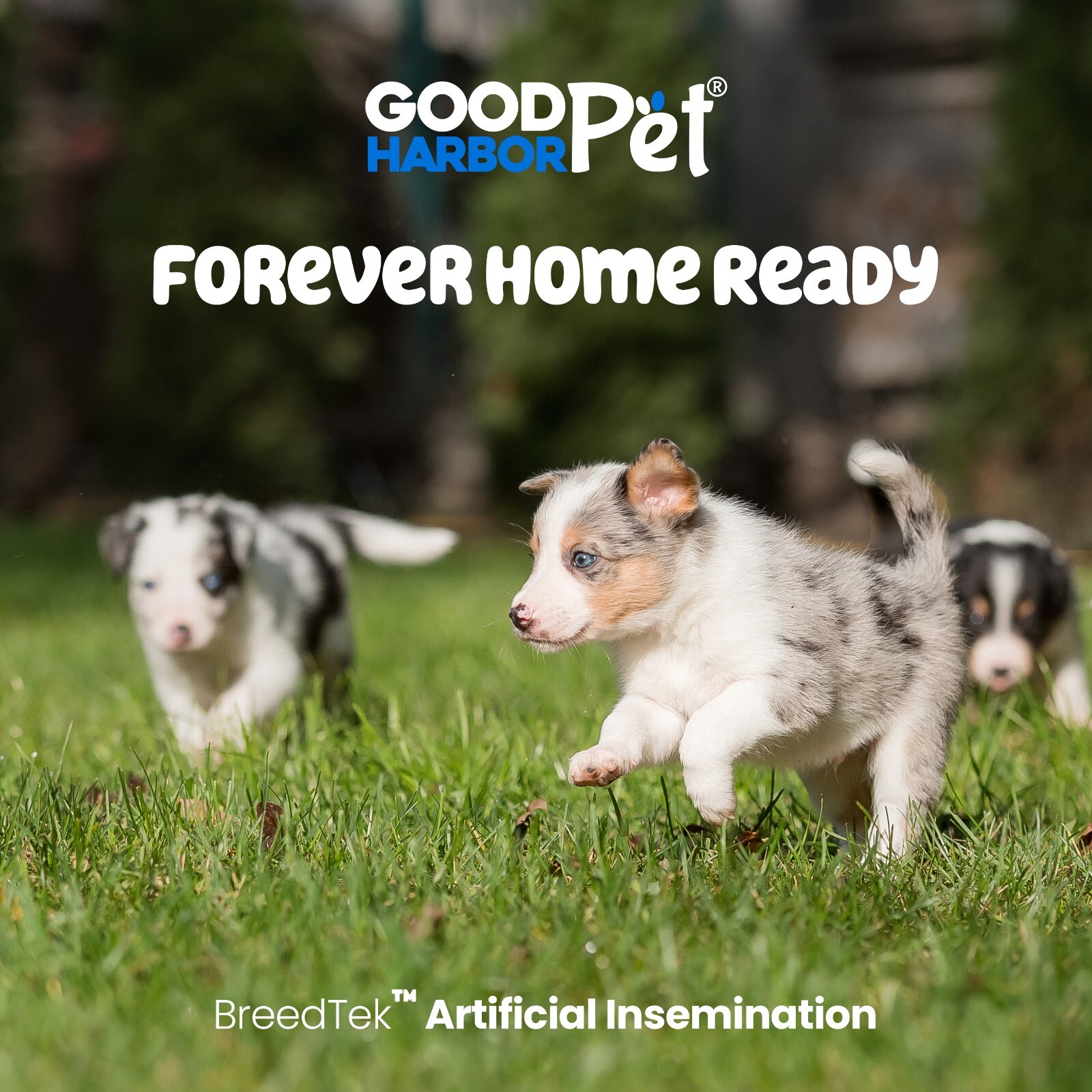 BreedTek™ Artificial Insemination AI Rods - For Dogs & Pets Good Harbor Pet® x50