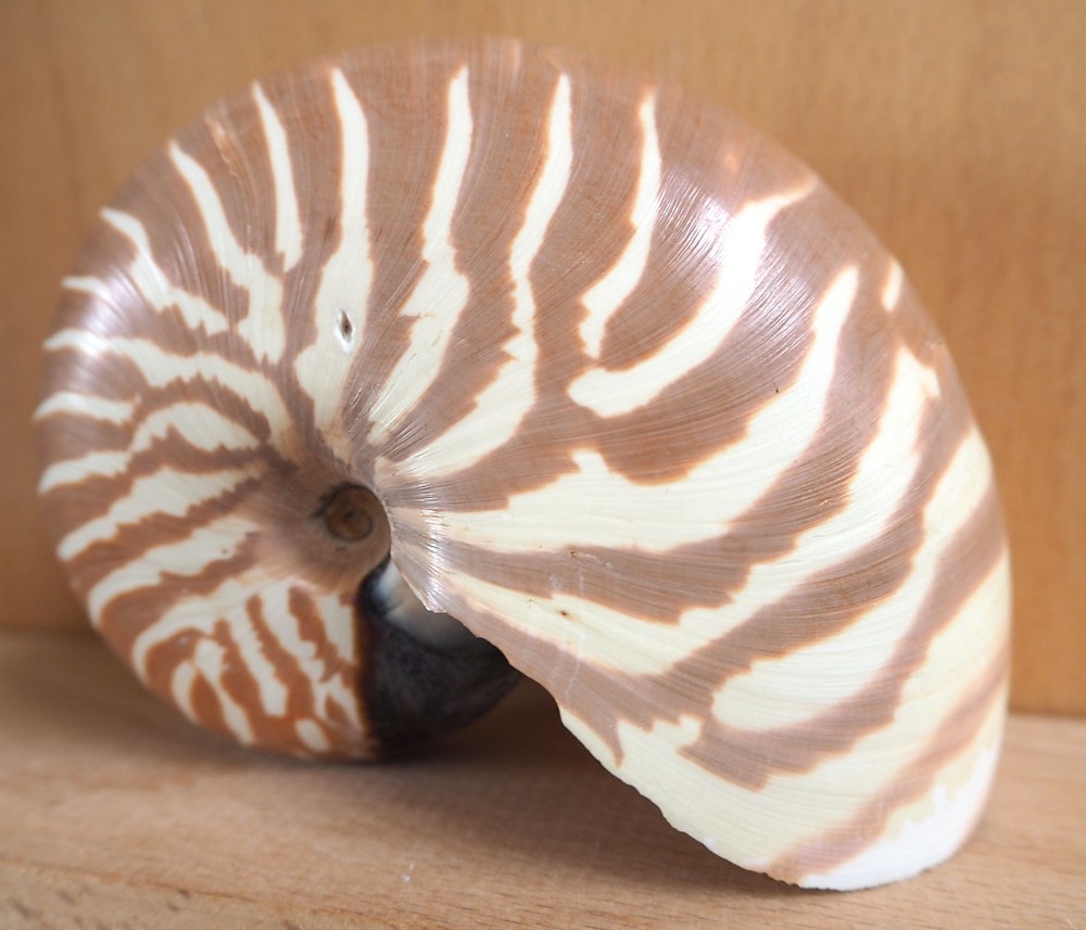 Seashelle Nautilus Macromphalus Shell New Caledonia
