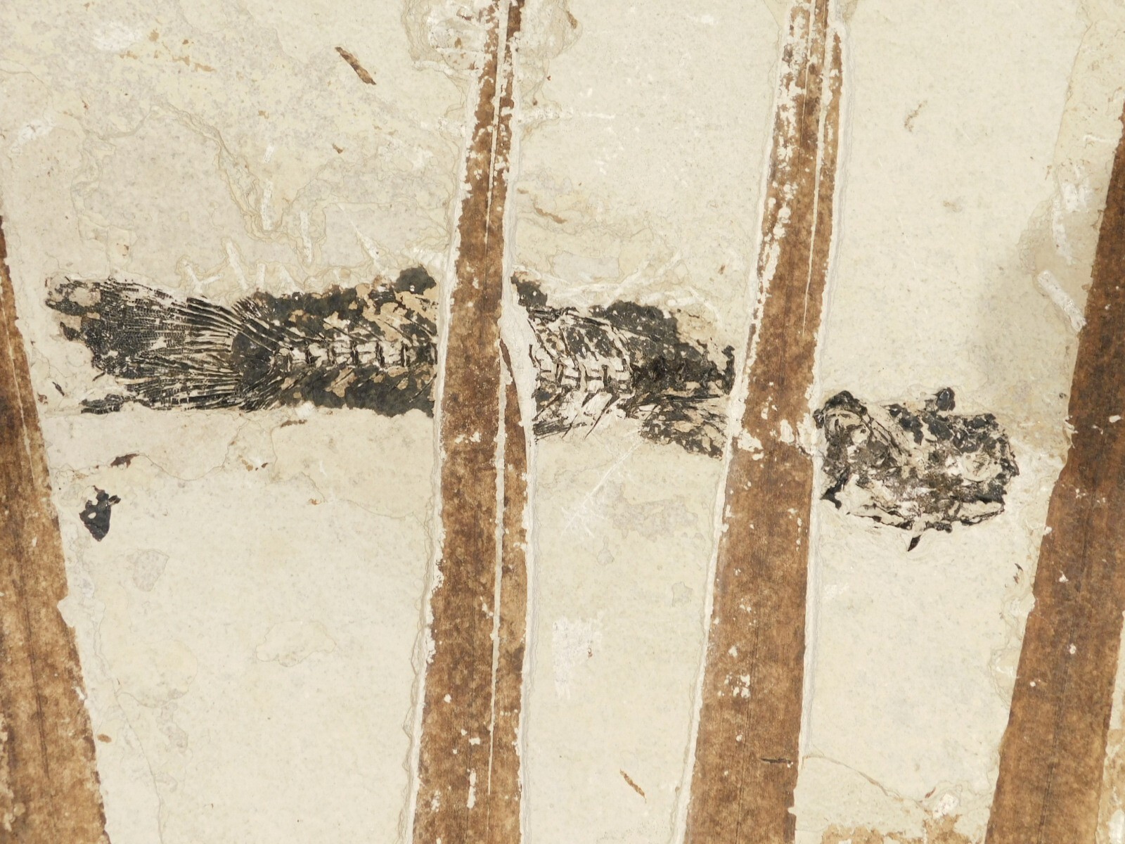 GIANT! PALM Frond Fossil With a BIG Rare Mioplosus FISH Fossil From Wyoming